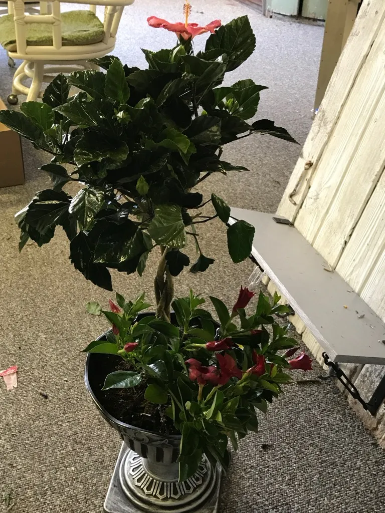 Potted foliage plant